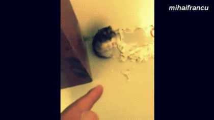 funny-hamsters3