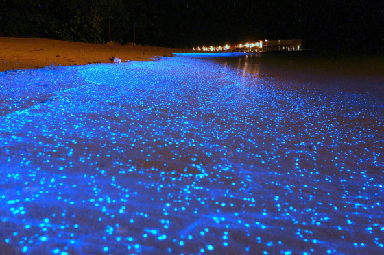 maldives-beach-looks-like-an-ocean-of-stars2