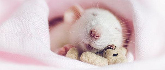 涙が出るほど可愛い！ネズミ達がクマのぬいぐるみを抱えて眠る、愛くるしい画像