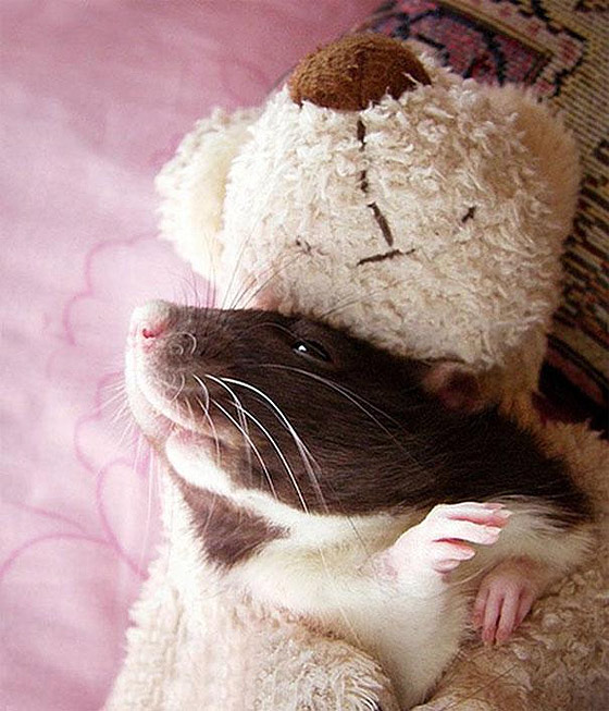 rats-teddy-bears11