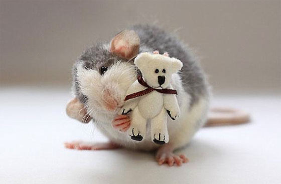 rats-teddy-bears15
