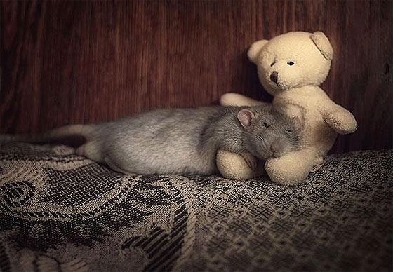 rats-teddy-bears18