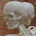 成安造形大学　卒業制作展・進級制作展 2013 『成安満開』に展示されていた、阿修羅像の骨格造型が凄い