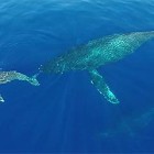 【動画】もの凄い安定感で宙を舞うラジコンヘリ（クアッドコプター）『DJI Phantom 2』を使って、大海原を泳ぐイルカの大群やクジラの親子を空中撮影した映像が素晴らしい