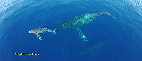 【動画】もの凄い安定感で宙を舞うラジコンヘリ（クアッドコプター）『DJI Phantom 2』を使って、大海原を泳ぐイルカの大群やクジラの親子を空中撮影した映像が素晴らしい