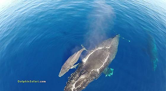 drones-over-dolphins-and-whales2