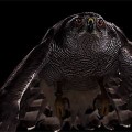 【動画】猛禽類である1羽のタカが獲物に襲い掛かるかのように風船を鷲掴みにする様を、スローモーションでドラマチックに編集した映像