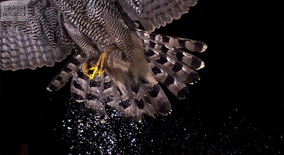 hawk-attacks-balloon-in-super-slow-motion-slo-mo-earth-unplugged4