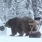 【動画】撮影現場にクマが現れ大慌て！オチまで含めて面白い、洗濯機の驚異的な洗浄力を訴求するSamsungのCM動画『 Bear Does Laundry 』