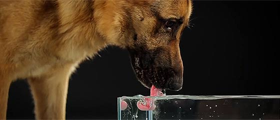 【動画】舐めるのではなく掬い上げる！スローモーションでやっと分かる、犬が水を飲む時の舌の独特な動き