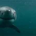 【動画】GoProを装着して崖の上からダイブ!悠々と泳いでいる所を撮影するつもりが、あわや大きなホホジロザメに喰われそうになる驚きの映像