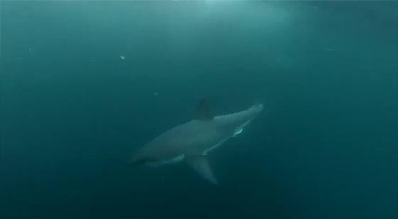 gopro-man-fights-off-great-white-shark4