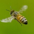 【動画】羽の動きもﾊｯｷﾘ分かる！ﾌﾜﾌﾜﾓｺﾓｺとした可愛らしいセイウヨウミツバチの羽ばたきを撮影した、超スローモーション映像