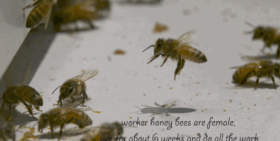 apis-mellifera-honey-bee-a-high-speed-short3