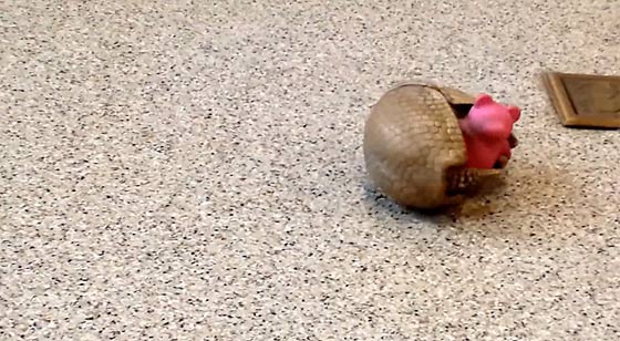 an-armadillo-playing-with-his-toy-of-pig2