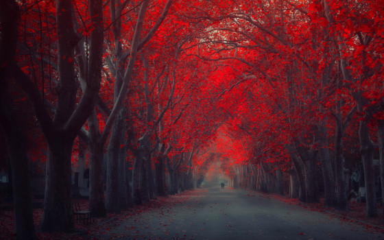 深まる秋にぴったりな、色鮮やかな紅葉の美しいデスクトップ壁紙素材『 29 Autumn Wallpapers For Your Desktop 』13