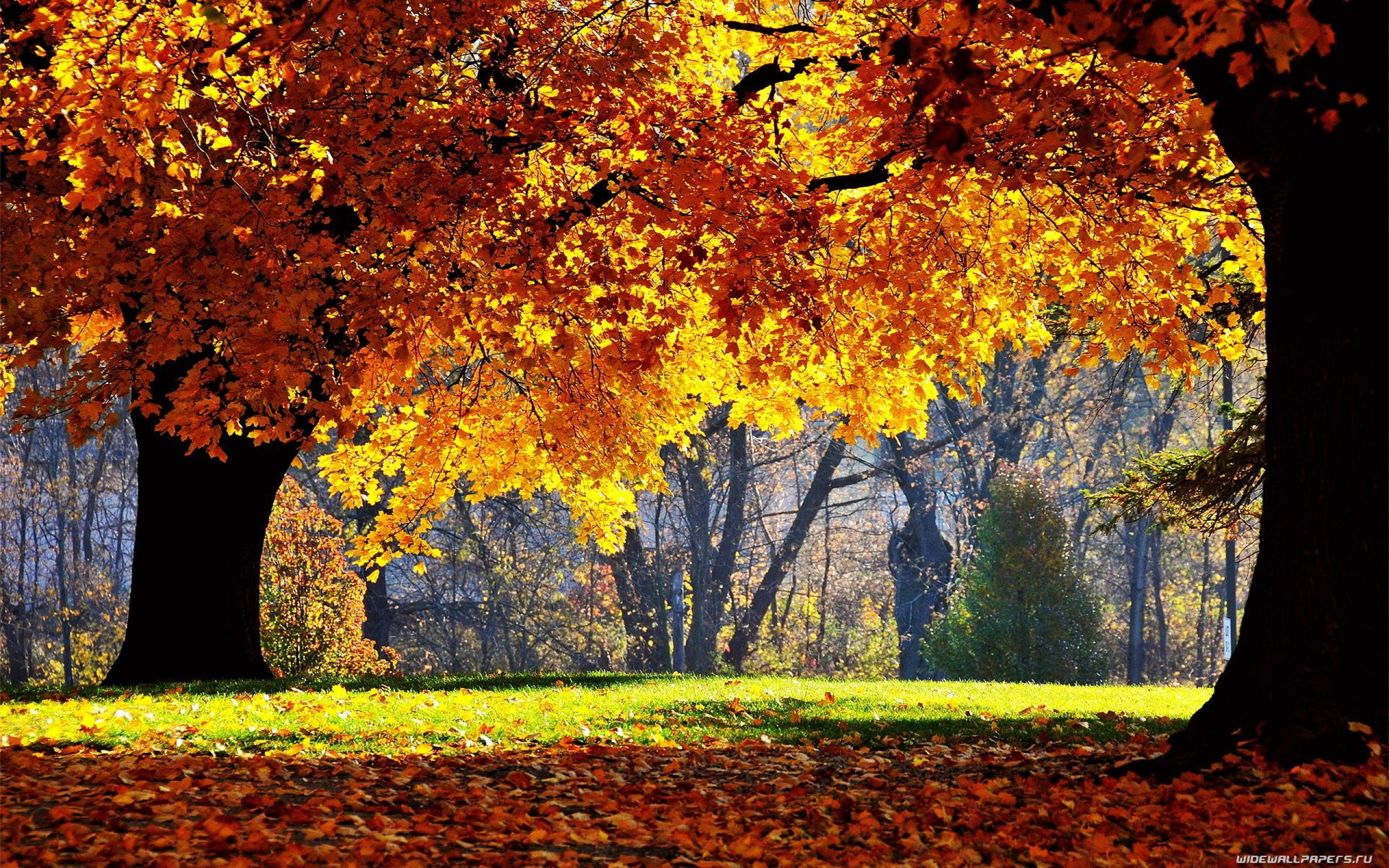 素材 深まる秋にぴったりな 色鮮やかな紅葉の美しいデスクトップ壁紙素材 29 Autumn Wallpapers For Your Desktop Happy Word