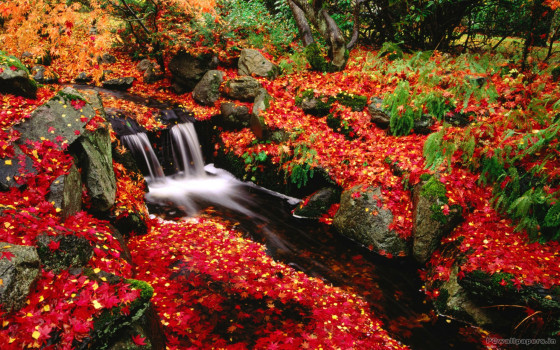 深まる秋にぴったりな、色鮮やかな紅葉の美しいデスクトップ壁紙素材『 29 Autumn Wallpapers For Your Desktop 』9