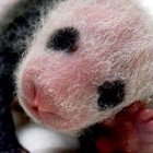 【動画】タイペイ動物園で生まれた、とっても可愛いパンダの映像