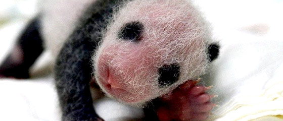【動画】タイペイ動物園で生まれた、とっても可愛いパンダの映像