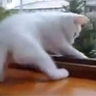 【動画】腕を窓の外に出すと『あぶないニャ！早く家の中に腕を戻すニャ！』と、可愛い白猫が腕を引っ張り上げてくれる様子が微笑ましい