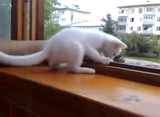 腕を窓の外に出すと『あぶないニャ！早く家の中に腕を戻すニャ！』と、可愛い白猫が腕を引っ張り上げてくれる様子が微笑ましい2