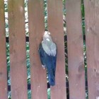 【動画】どうしてこうなった…。フェンスの間に首がすっぽりと挟まってしまった1羽の鳥の物語