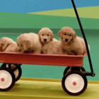 【動画】可愛い犬達が登場するピタゴラスイッチのようなCM 『Dog Goldberg machine by Beneful』