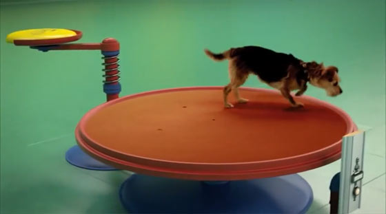 可愛い犬達が登場するピタゴラスイッチのようなCM 『Dog Goldberg machine by Beneful』2