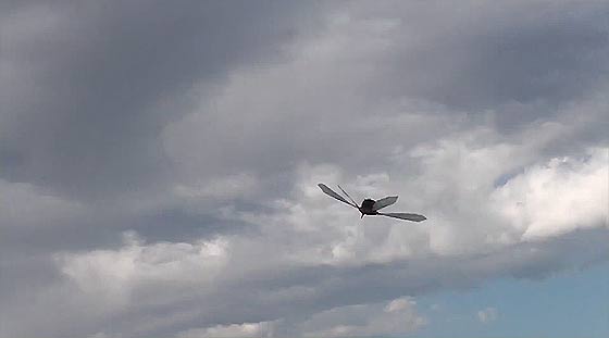 天空の城ラピュタにも出てきたオーニソプター『フラップター』の、空飛ぶラジコンモデル映像6