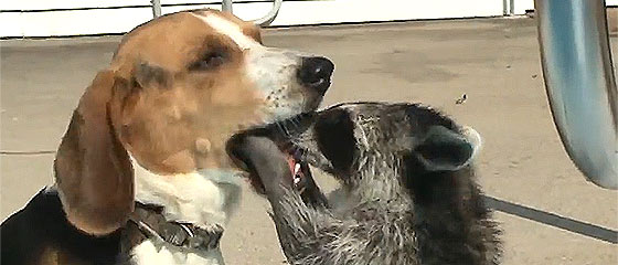 【動画】犬の口の中まで手や顔を突っ込んで、エサを探す可愛いアライグマ
