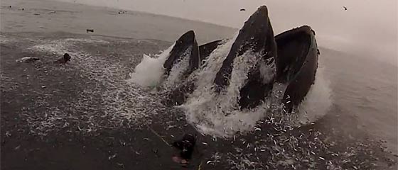 【動画】間一髪！危うくザトウクジラに食べられる所だったダイバー達の映像