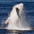 【動画】これは神々しい…オーストラリア近海で発見された、真っ白なアルビノのザトウクジラの映像と写真