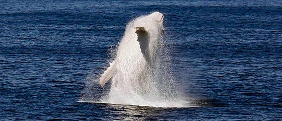 【動画】これは神々しい…オーストラリア近海で発見された、真っ白なアルビノのザトウクジラの映像と写真