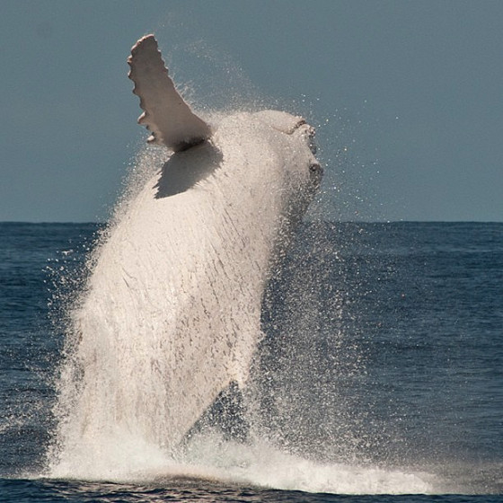 これは神々しい...オーストラリア近海で発見された、真っ白なアルビノのザトウクジラの映像と写真1