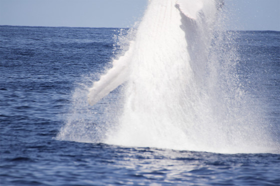 これは神々しい...オーストラリア近海で発見された、真っ白なアルビノのザトウクジラの映像と写真10