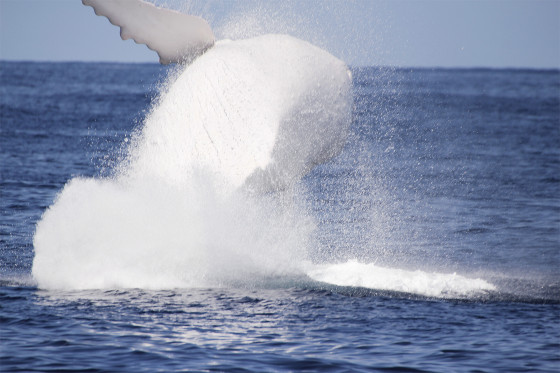 これは神々しい...オーストラリア近海で発見された、真っ白なアルビノのザトウクジラの映像と写真11