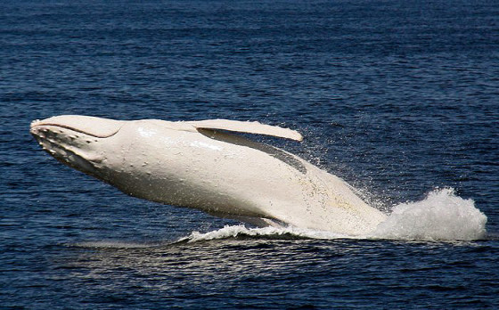 これは神々しい...オーストラリア近海で発見された、真っ白なアルビノのザトウクジラの映像と写真2