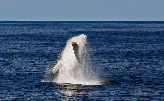 これは神々しい...オーストラリア近海で発見された、真っ白なアルビノのザトウクジラの映像と写真4