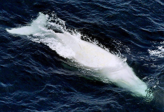 これは神々しい...オーストラリア近海で発見された、真っ白なアルビノのザトウクジラの映像と写真5