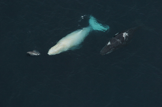これは神々しい...オーストラリア近海で発見された、真っ白なアルビノのザトウクジラの映像と写真6