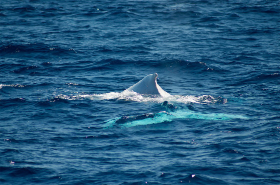 これは神々しい...オーストラリア近海で発見された、真っ白なアルビノのザトウクジラの映像と写真7