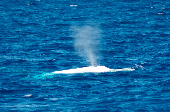 これは神々しい...オーストラリア近海で発見された、真っ白なアルビノのザトウクジラの映像と写真8