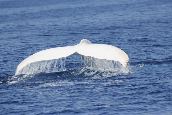 これは神々しい...オーストラリア近海で発見された、真っ白なアルビノのザトウクジラの映像と写真9