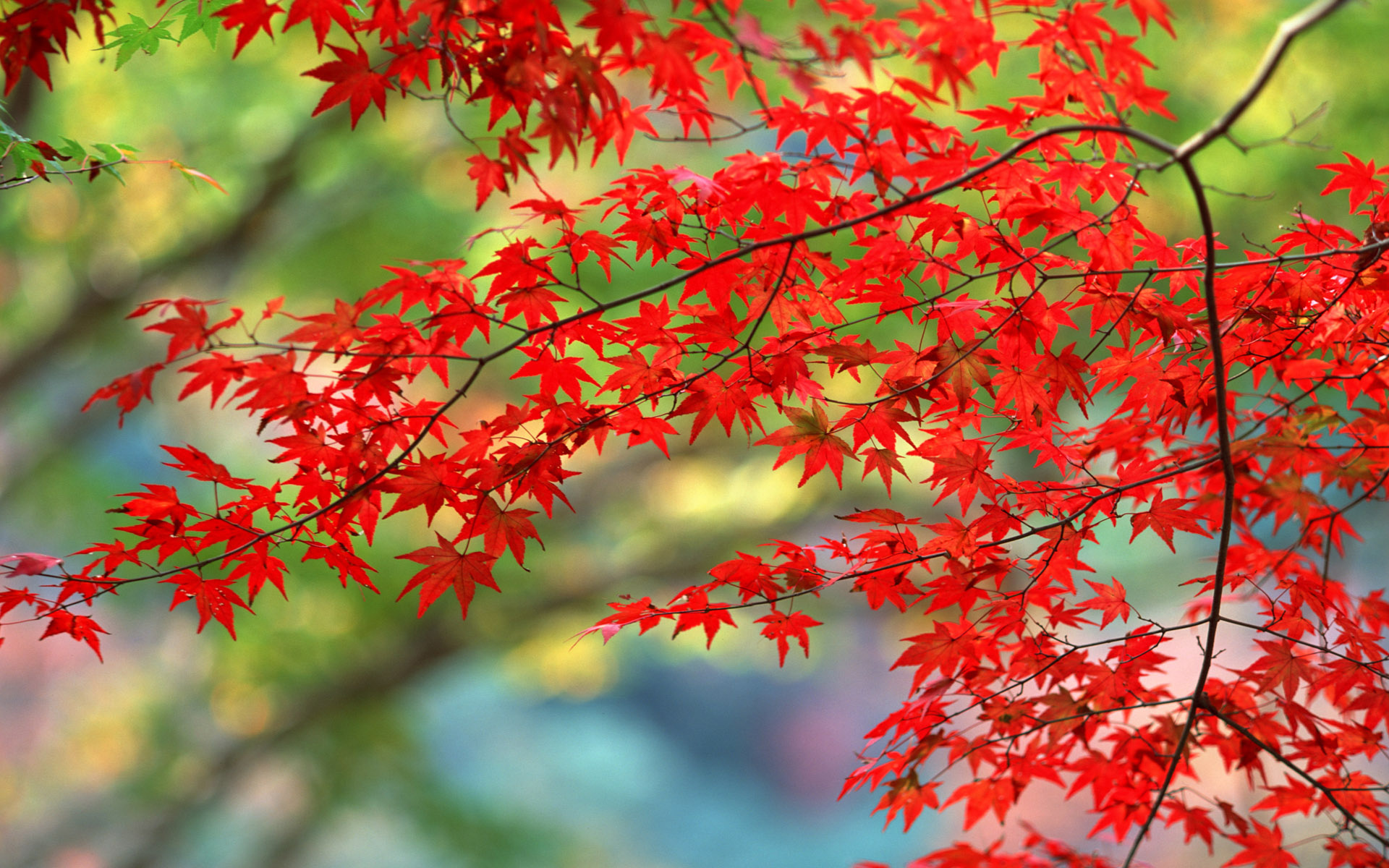 素材 彩りも鮮やかな秋の紅葉をテーマにした壁紙素材が配布されています 14 Colorful Autumn Wallpapers Happy Word