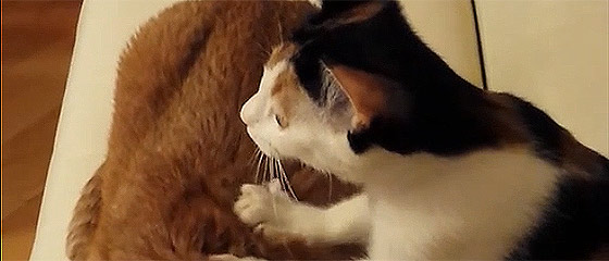 【動画】これは羨ましいっ！！プロの按摩師並みの手つきでコリを揉みほぐす、可愛い三毛猫によるほのぼの動画