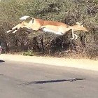 【動画】2頭のチーターに追われて逃げるインパラの群れの跳躍力と、辛くも逃げきったその方法が凄い