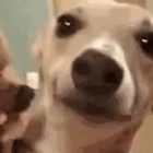 【GIF動画】世にも恐ろしい表情で舐める犬と舐められる犬のGIF動画