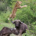【動画】1頭のバッファローを襲うライオンが、助けに来たバッファローによって空中高く突き上げられてしまう映像