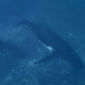 【動画】ビデオカメラ『GoPro』の、深い海の底でクジラの姿を捉えるキャンペーン動画